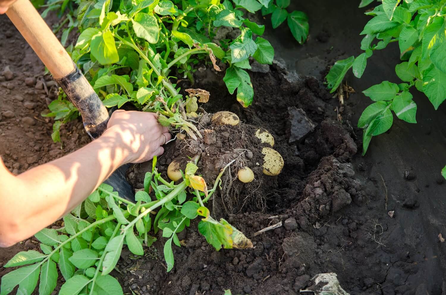 Kartoffeln werden im Garten aus der Erde geerntet